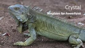  Presentation with costa rica - Slide set enhanced with wild-green-iguana-in-costa background and a gray colored foreground