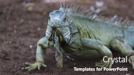 Presentation with costa rica - Presentation having wild-green-iguana-in-costa background and a dark gray colored foreground