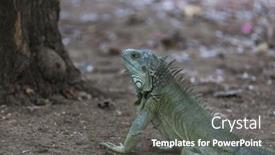  Presentation with costa rica - Presentation theme with wild-green-iguana-in-costa background and a dark gray colored foreground