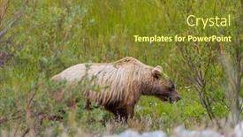  Presentation with wildlife - Slide deck enhanced with wild-grizly-bear-in-grassland background and a tawny brown colored foreground