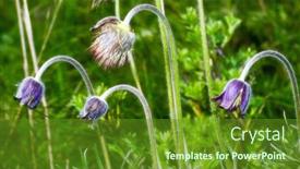  Presentation with wild flower - 