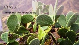  Presentation with pear - Slide set with wild-growing-prickly-pear-cactuses background and a soft green colored foreground