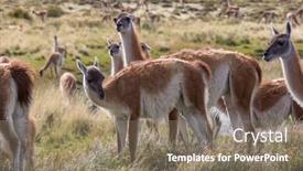  Presentation with chile patagonia - Cool new slides with wild-guanaco-lama-guanicoe backdrop and a coral colored foreground
