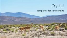  Presentation with chile patagonia - Amazing slide deck having wild-guanaco-lama-guanicoe backdrop and a sky blue colored foreground