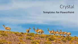  Presentation with lama - Slide set having wild-guanaco-lama-guanicoe background and a light blue colored foreground