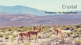  Presentation with chile patagonia - PPT theme enhanced with wild-guanaco-lama-guanicoe background and a sky blue colored foreground