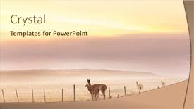  Presentation with lama - Amazing PPT theme having wild-guanaco-lama-guanicoe backdrop and a white colored foreground