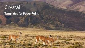  Presentation with chile patagonia - Presentation theme enhanced with wild-guanaco-lama-guanicoe background and a dark gray colored foreground