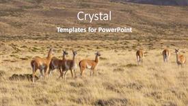  Presentation with chile patagonia - Audience pleasing slide deck consisting of wild-guanaco-lama-guanicoe backdrop and a coral colored foreground