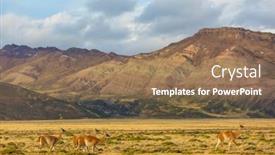  Presentation with chile patagonia - Presentation design having wild-guanaco-lama-guanicoe background and a coral colored foreground
