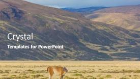 Presentation with lama - Audience pleasing PPT layouts consisting of wild-guanaco-lama-guanicoe backdrop and a gray colored foreground