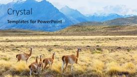  Presentation with chile patagonia - Colorful slide set enhanced with wild-guanaco-lama-guanicoe backdrop and a light blue colored foreground