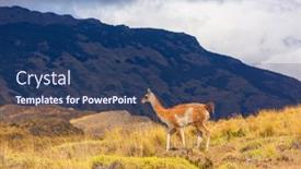  Presentation with lama - Beautiful PPT layouts featuring wild-guanaco-lama-guanicoe backdrop and a ocean colored foreground
