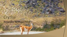  Presentation with lama - Slide deck consisting of wild-guanaco-lama-guanicoe background and a coral colored foreground