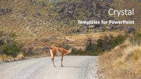  Presentation with lama - Audience pleasing theme consisting of wild-guanaco-lama-guanicoe backdrop and a violet colored foreground