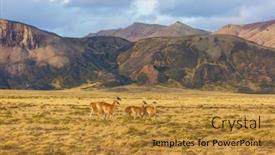  Presentation with lama - Slides having wild-guanaco-lama-guanicoe background and a gold colored foreground