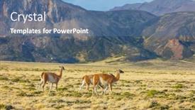  Presentation with chile - Slide set consisting of wild-guanaco-lama-guanicoe background and a teal colored foreground