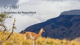 Presentation with chile patagonia - Audience pleasing slide deck consisting of wild-guanaco-lama-guanicoe backdrop and a  colored foreground