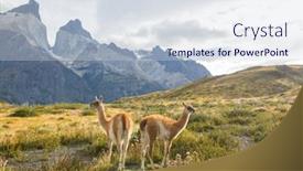  Presentation with chile patagonia - Theme with wild-guanaco-lama-guanicoe background and a lemonade colored foreground