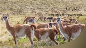  Presentation with chile patagonia - Theme featuring wild-guanaco-lama-guanicoe background and a coral colored foreground
