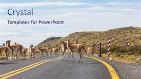  Presentation with chile patagonia - Presentation theme enhanced with wild-guanaco-lama-guanicoe background and a sky blue colored foreground