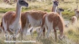  Presentation with lama - PPT theme enhanced with wild-guanaco-lama-guanicoe background and a gray colored foreground