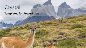  Presentation with lama - PPT theme enhanced with wild-guanaco-lama-guanicoe background and a light blue colored foreground