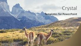  Presentation with lama - Presentation theme enhanced with wild-guanaco-lama-guanicoe background and a light blue colored foreground