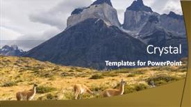  Presentation with lama - Presentation theme consisting of wild-guanaco-lama-guanicoe background and a ocean colored foreground