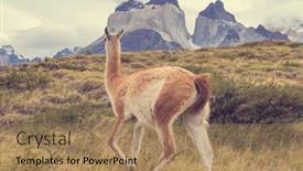  Presentation with lama - Presentation theme enhanced with wild-guanaco-lama-guanicoe background and a  colored foreground