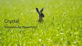  Presentation with green soccer field sport - Amazing theme having wild hare in the green backdrop and a gold colored foreground