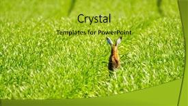  Presentation with wild flower in field of daisies - Colorful PPT layouts enhanced with wild hare in the green backdrop and a gold colored foreground