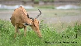  Presentation with savannah - Cool new theme with wild hartebeest kongoni african antelope eating the fresh grass of savannah backdrop and a seafoam green colored foreground