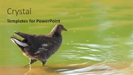  Presentation with rural india - PPT theme having wild-hen-in-green-water background and a yellow colored foreground
