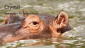  Presentation with nile river - PPT theme having wild hippo in nile river uganda background and a coral colored foreground
