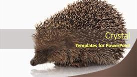  Presentation with background - Theme consisting of wild-hodgehog-on-white-background background and a tawny brown colored foreground