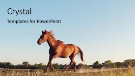  Presentation with wild horse - Beautiful slides featuring wild horse galloping in danube backdrop and a light blue colored foreground