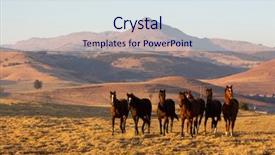  Presentation with wild horse - Theme consisting of wild horse herd background and a  colored foreground
