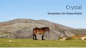  Presentation with wild horse - Slides with wild-horse-pasturing background and a light blue colored foreground