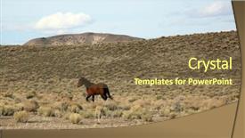  Presentation with wild horse - Slide set enhanced with wild horse runs free somewhere background and a tawny brown colored foreground