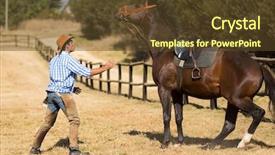  Presentation with wild horse - Slides with wild horses - breeder trying to calm down background and a tawny brown colored foreground