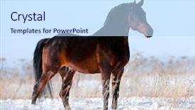  Presentation with horse in field - Presentation consisting of wild horses - brown horse stands background and a  colored foreground