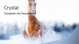 Presentation with win in a thoroughbred horse - Beautiful slides featuring wild horses - chestnut horse run gallop backdrop and a white colored foreground