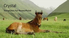 Presentation with wild horses - Colorful slide deck enhanced with wild horses - colt backdrop and a mint green colored foreground