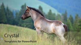 Presentation with wild horses - Audience pleasing slides consisting of wild horses - cute foal on mountain pasture backdrop and a mint green colored foreground