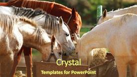  Presentation with wild horse - PPT theme having wild horses - cute horse walks background and a tawny brown colored foreground