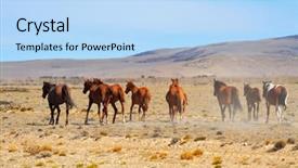  Presentation with wild horses - Presentation theme featuring wild horses - herd of magnificent bay mustangs background and a light blue colored foreground