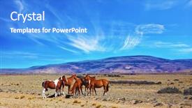  Presentation with summer - PPT theme enhanced with wild horses - herd of magnificent bay mustangs background and a teal colored foreground