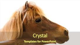  Presentation with horse head - Colorful PPT layouts enhanced with wild horses - horse head isolated backdrop and a  colored foreground