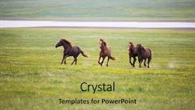  Presentation with wild horse - Cool new slides with wild horses - horse in field on green backdrop and a yellow colored foreground